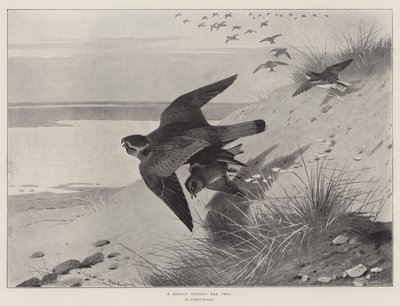 Un Halcón Merlín Capturando su Presa de Archibald Thorburn